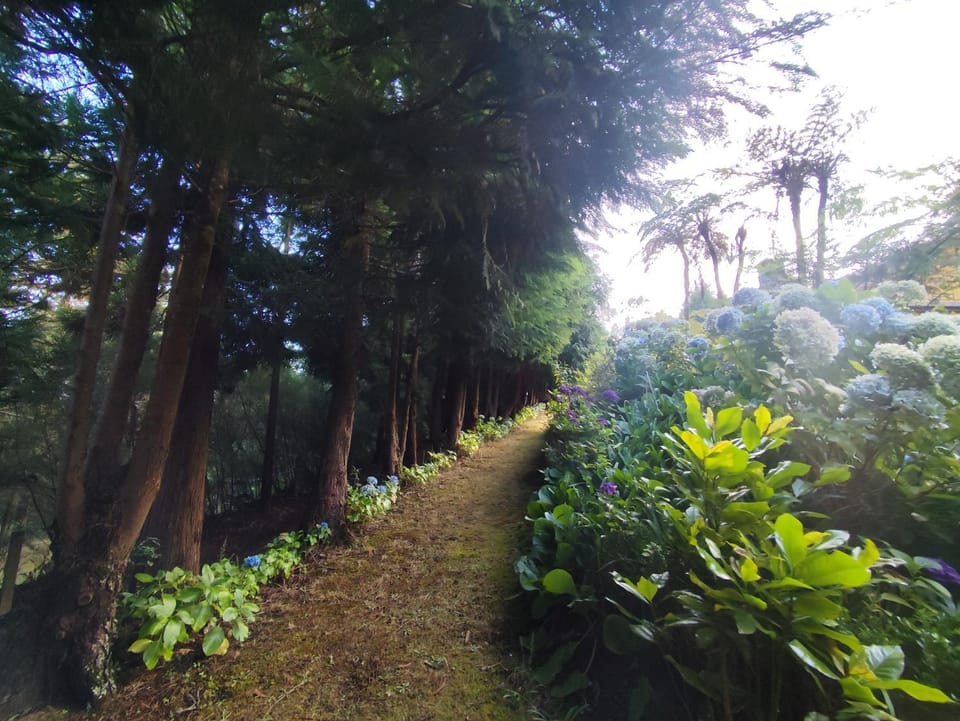 Refúgio do Bosque Bed and Breakfast in Madeira District