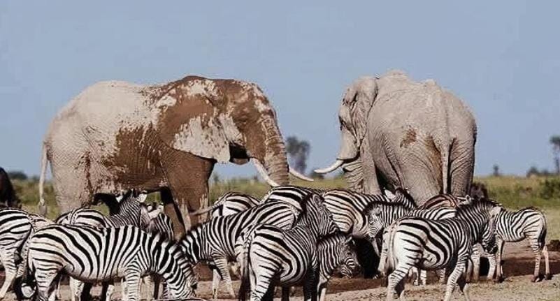 Khumaga Adventure Campsite Campground/ 
RV Resort in Africa