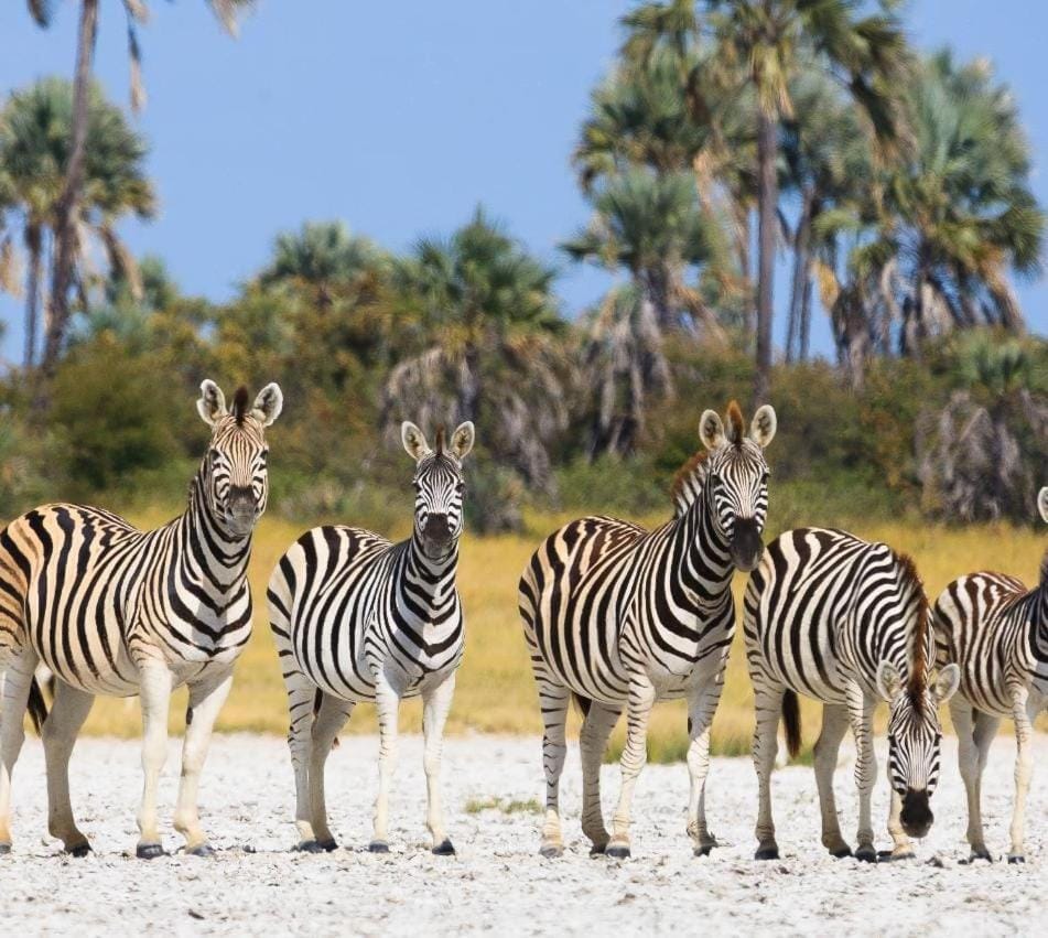 Khumaga Adventure Campsite Campground/ 
RV Resort in Africa