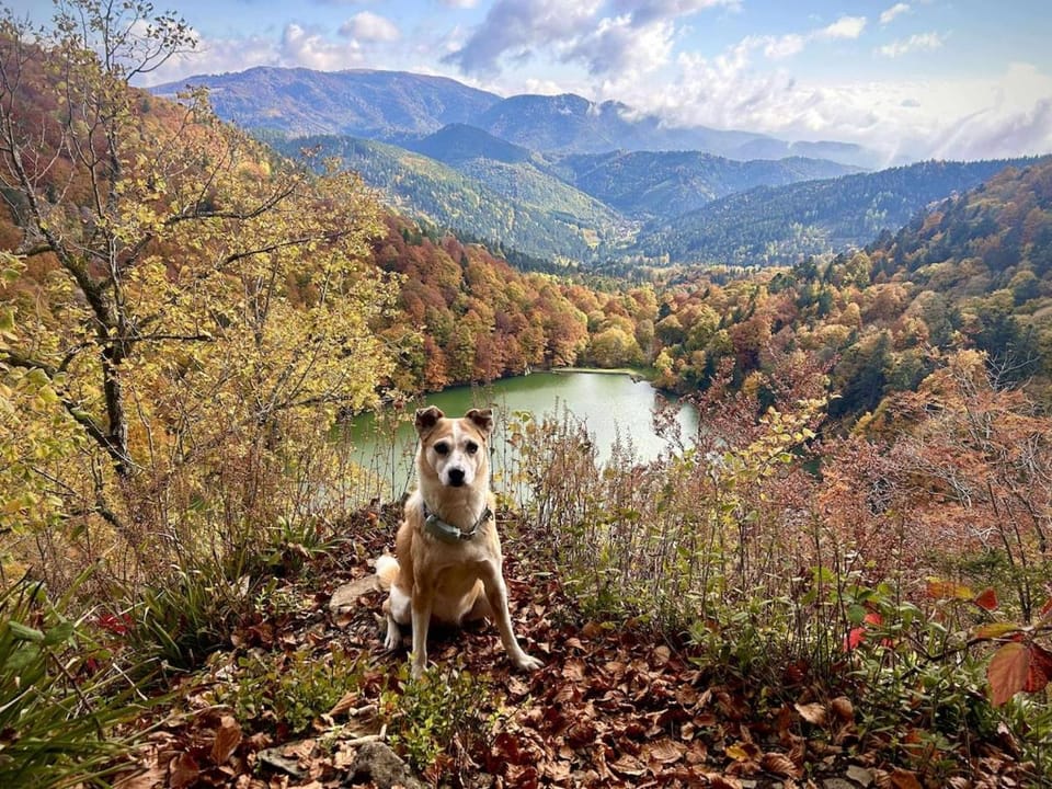 À la niche maison DOGFRIENDLY House in Vosges