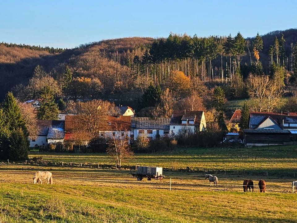 Natural landscape, Animals, Autumn