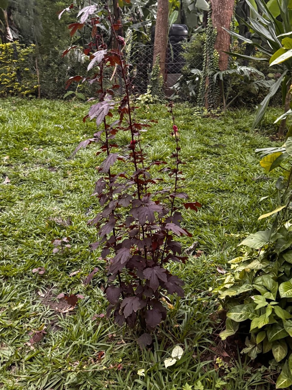 Garden view, Garden view