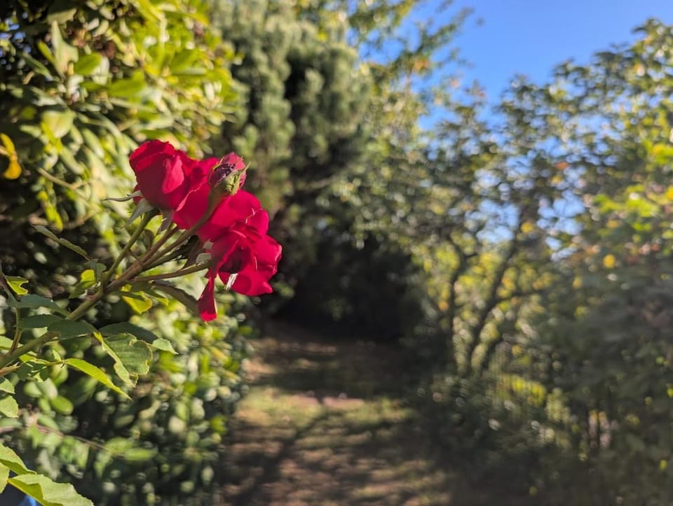 Garden, Garden view