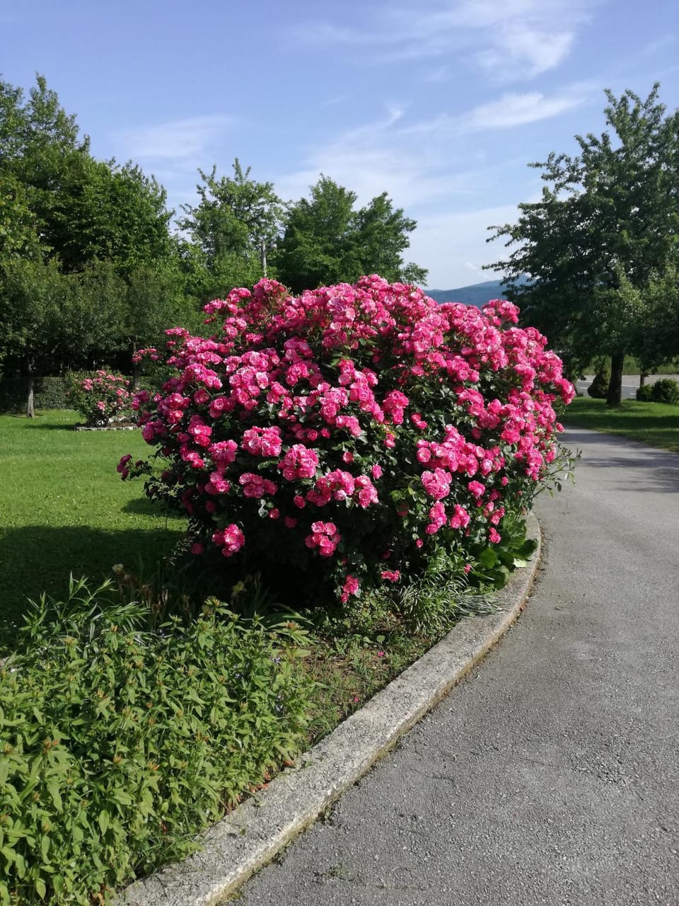 Natural landscape, Garden, Garden view