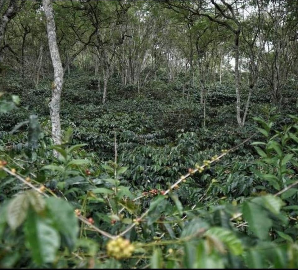 Coorg Silver Mountain Estate Stay Vacation rental in Karnataka