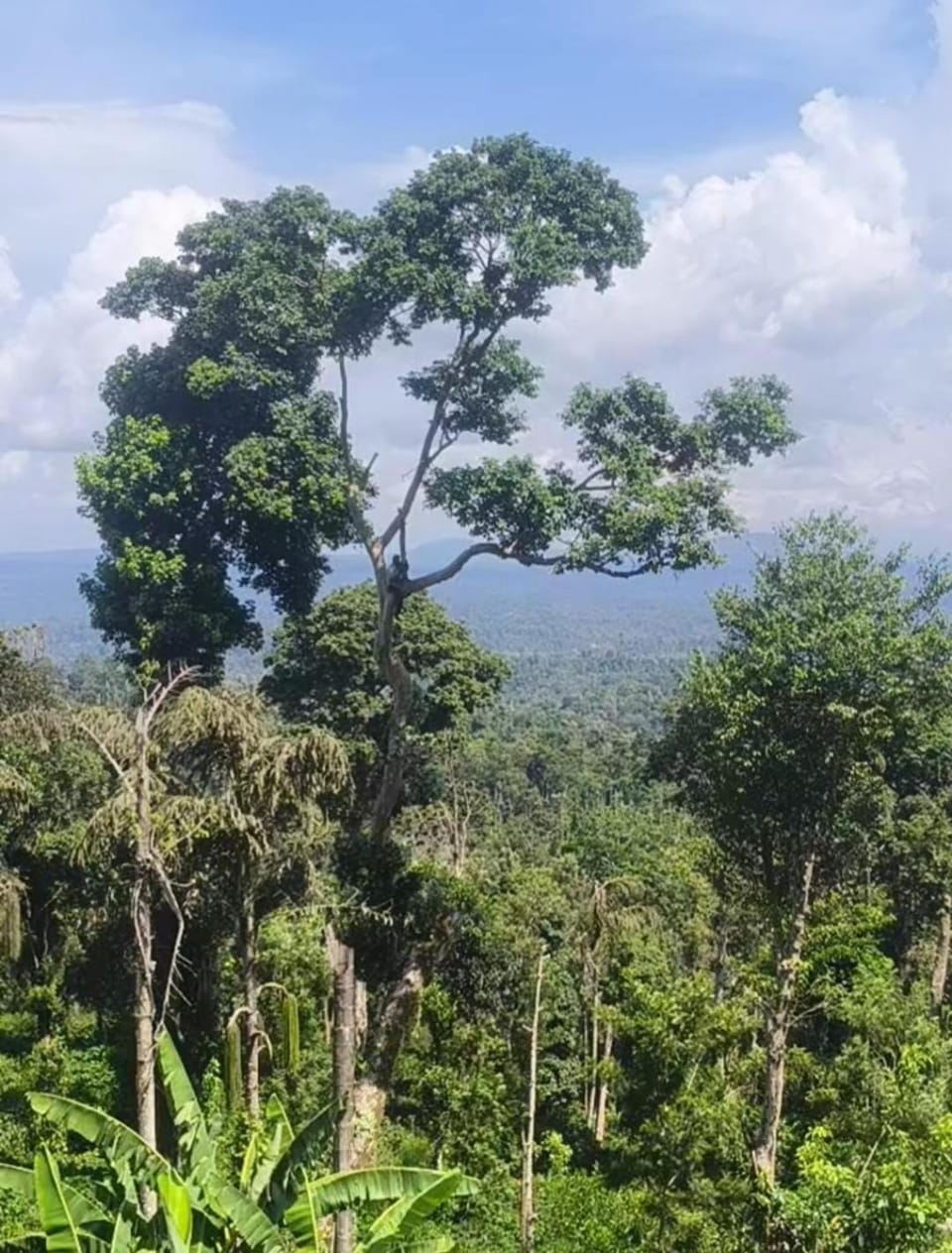 Coorg Silver Mountain Estate Stay Vacation rental in Karnataka