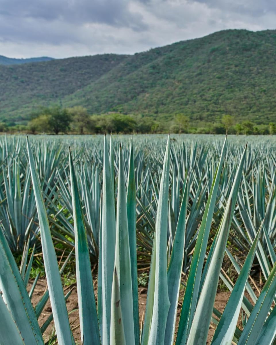 Hotel Agave Azul Hotel in State of Guanajuato