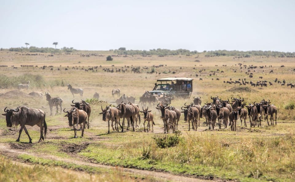 Kampus Mara Nature lodge in Kenya