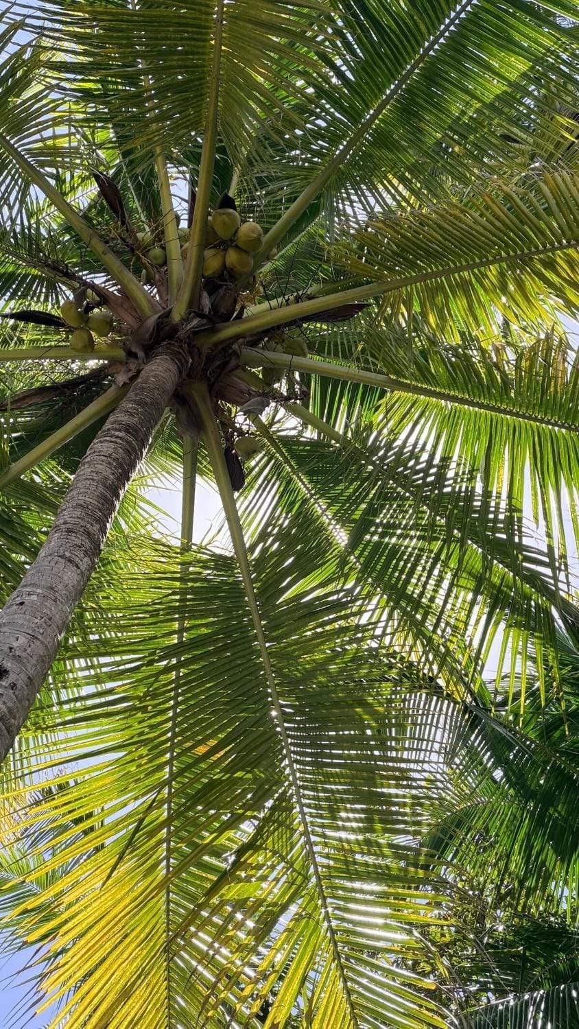 Casa Soleil , Jungle Bungalow with 1bedroom studio House in Santa Teresa Beach