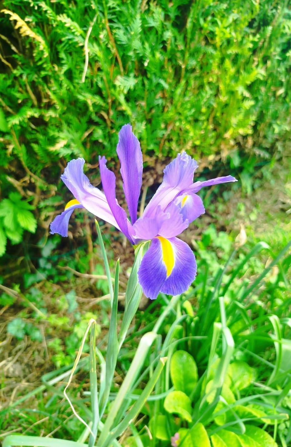 Spring, Garden view