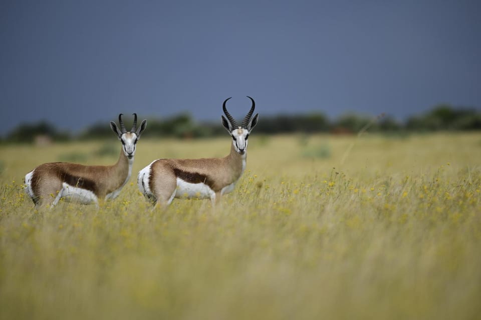 Animals