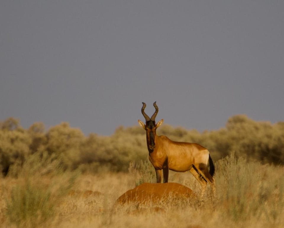 Animals