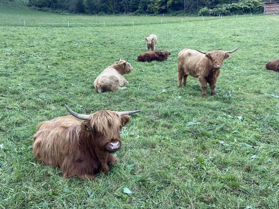 Animals