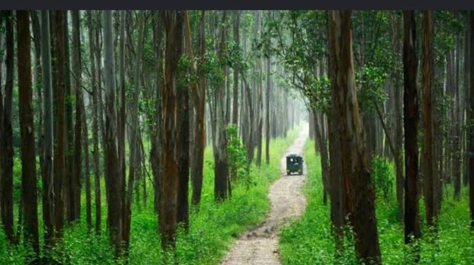 Nature's Nest A Place to Escape House in Kerala