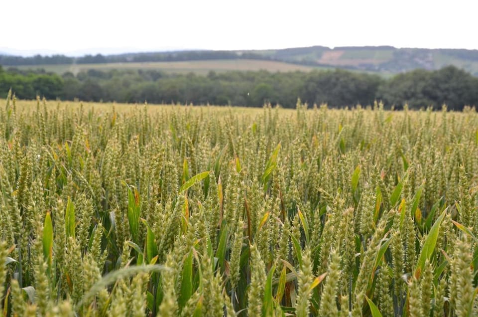 La Ruelle au Verjus Bed and Breakfast in Bourgogne-Franche-Comté