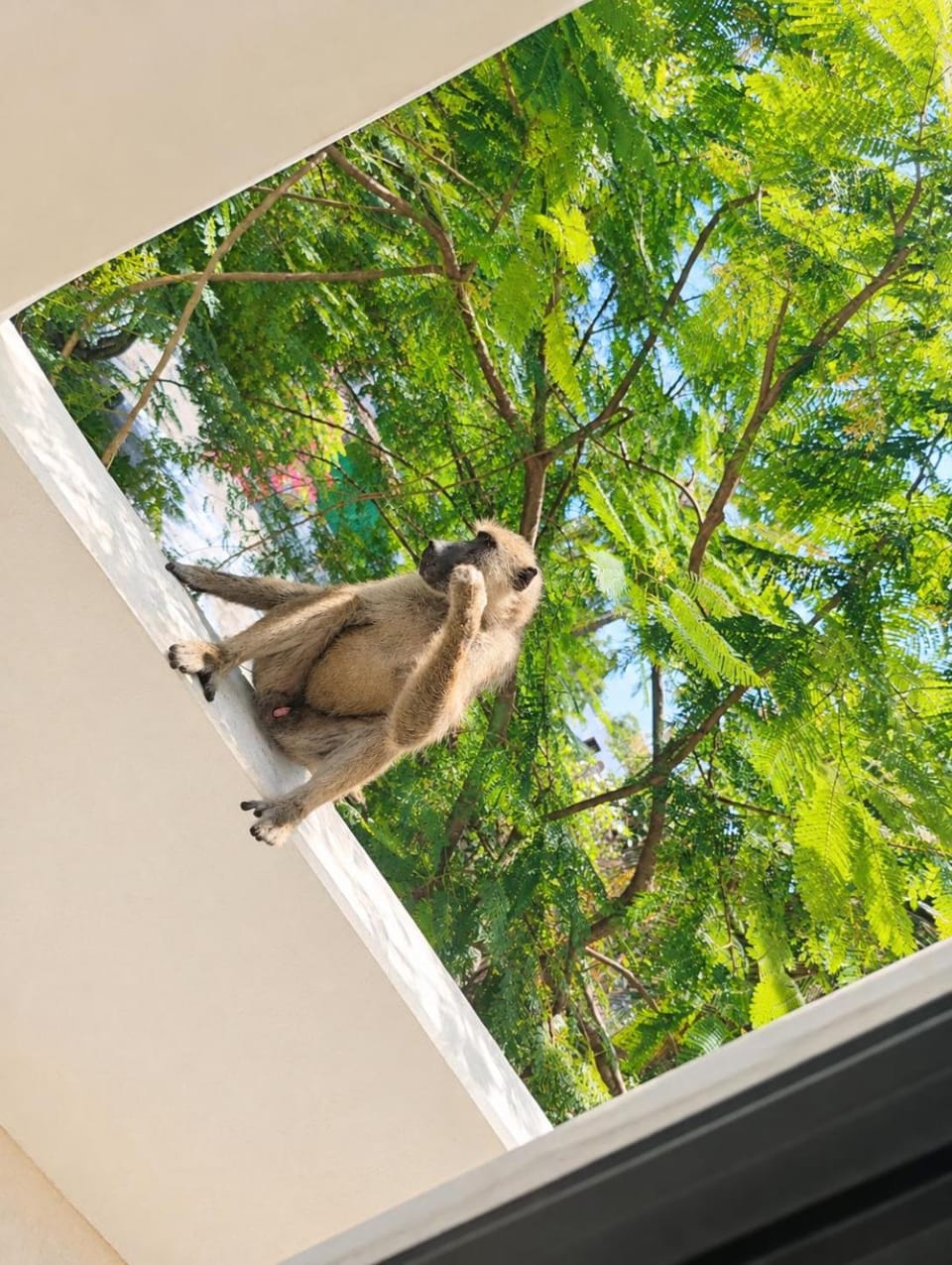 Diani Beach 1BR Steps from the Beach Apartment in Diani Beach