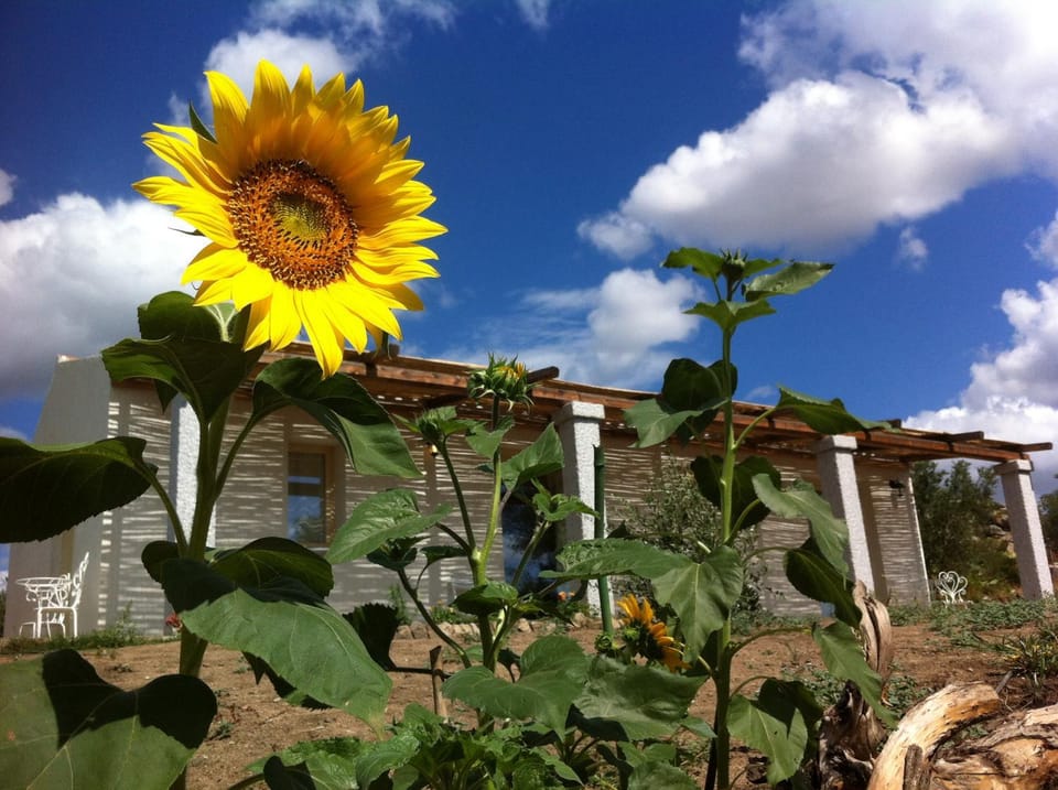 Property building, Garden, Garden view