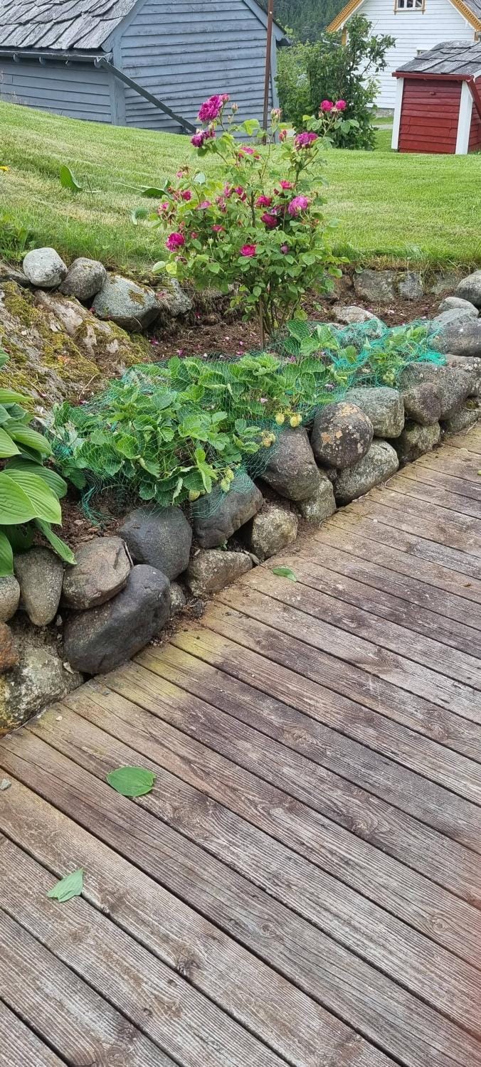 Neighbourhood, Summer, Garden