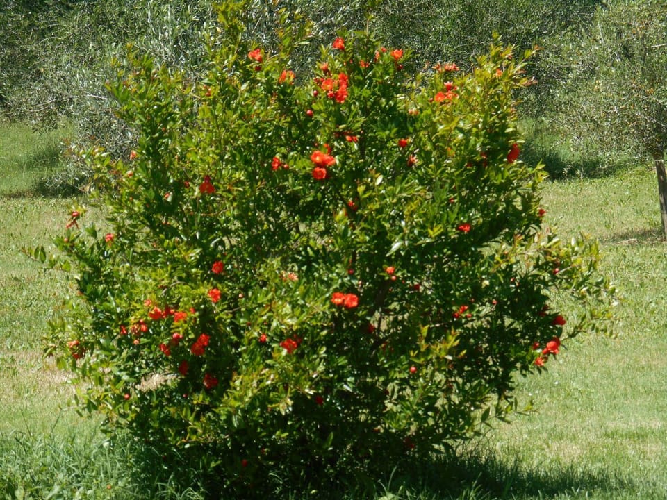 Garden, Garden view