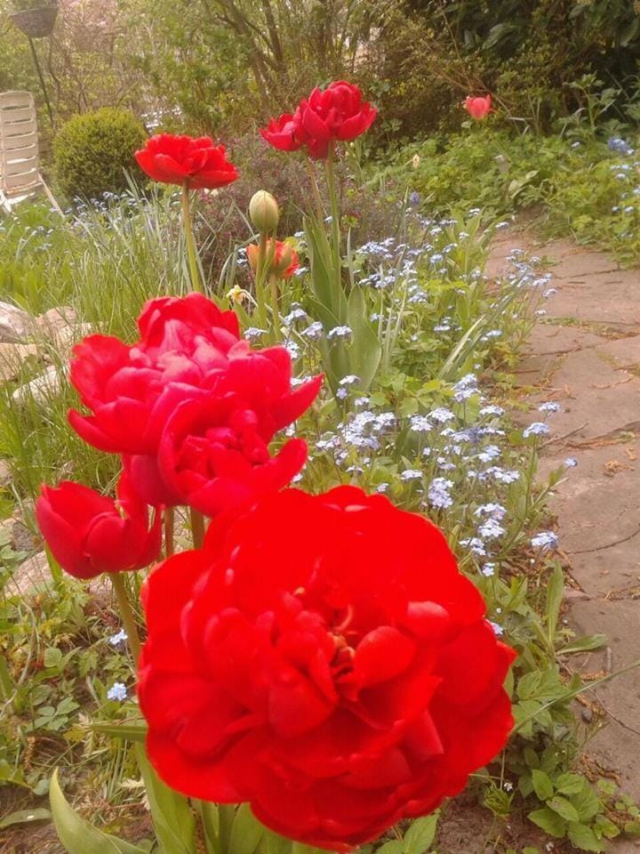 Natural landscape, Garden