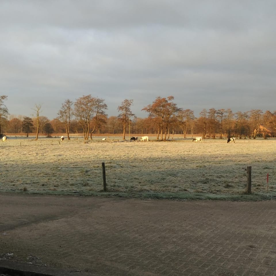 Natural landscape, Pets