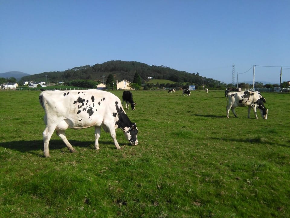Animals