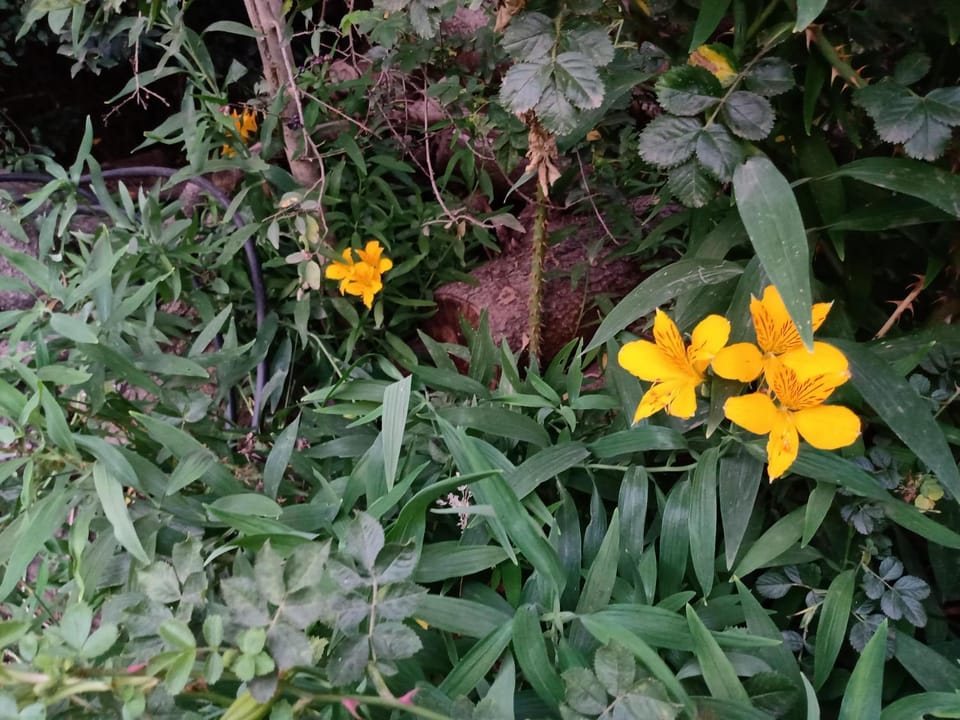 Spring