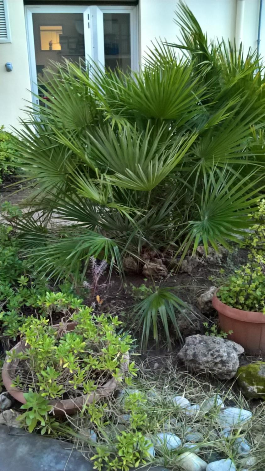 Garden view
