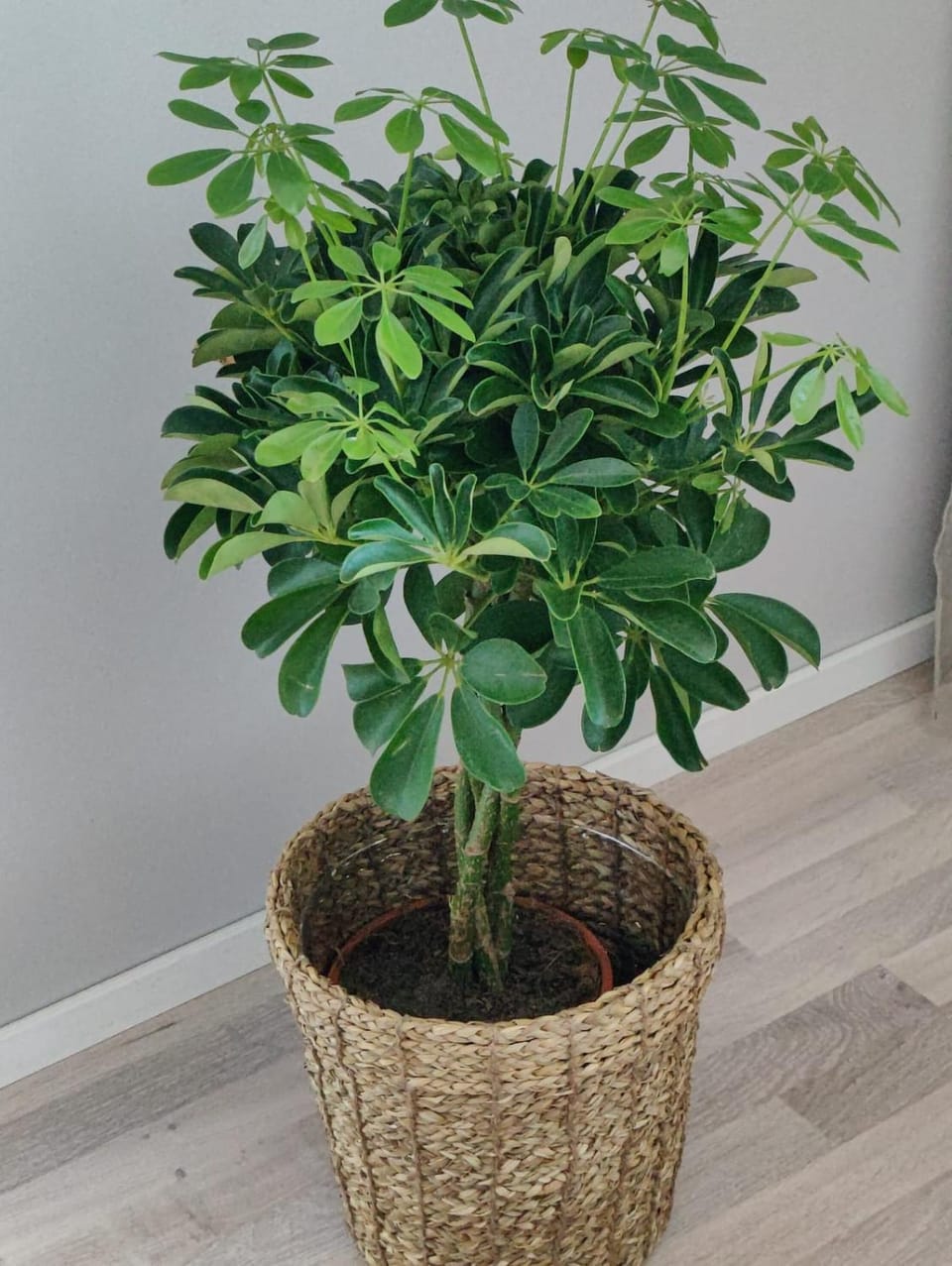 Ydinkeskustassa tilava rauhallinen yksiö Apartment in Finland