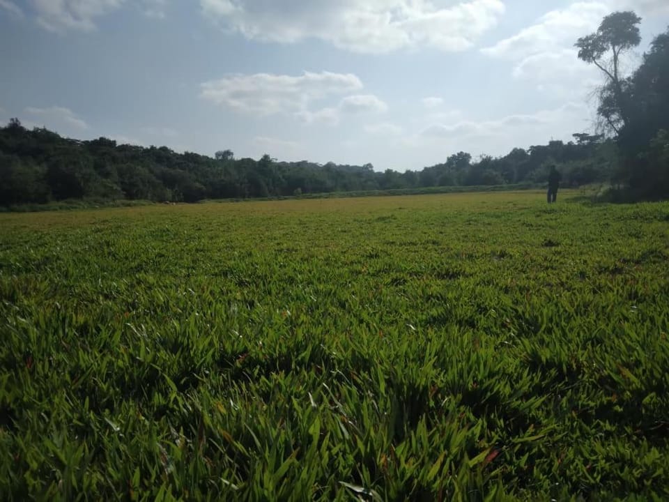 Ngong Road Forest Campground/ 
RV Resort in Nairobi County