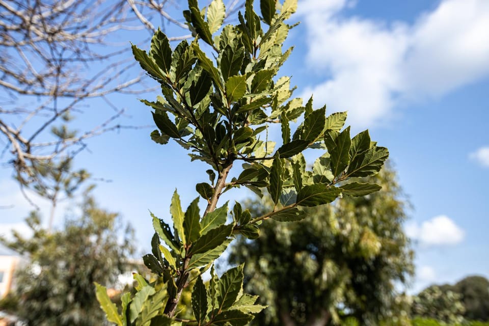 Casa Theoni House in Rhodes, Greece