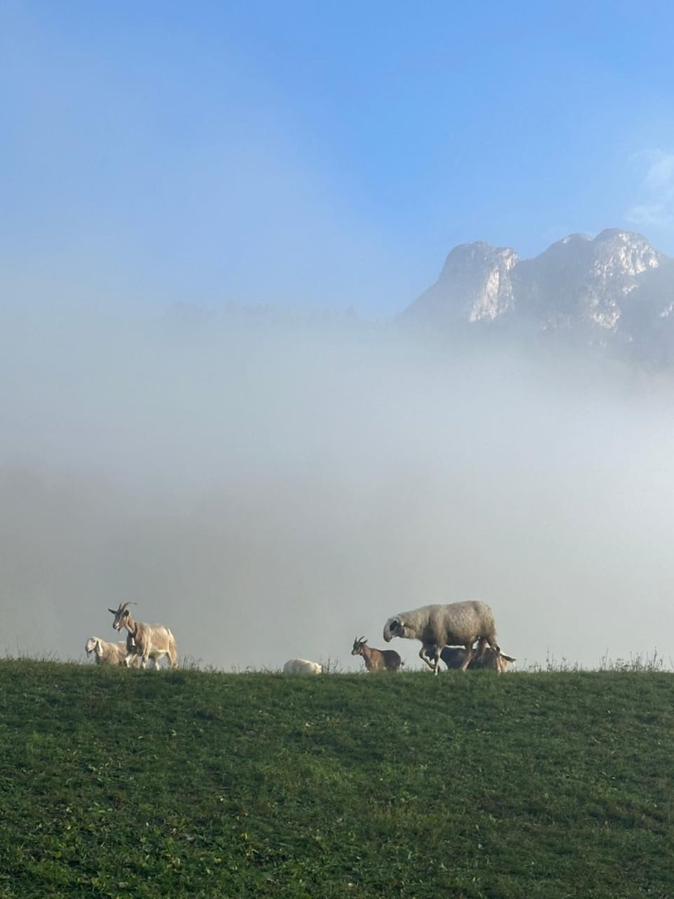 Casa del Cirmolo - apartments for rent Country House in Trentino-South Tyrol