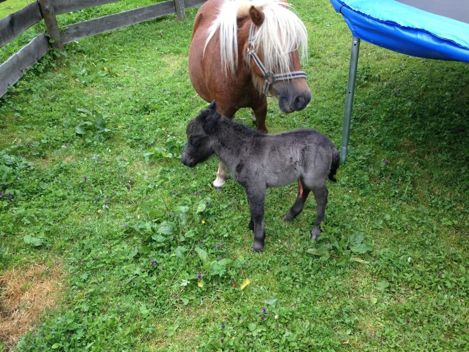 Animals