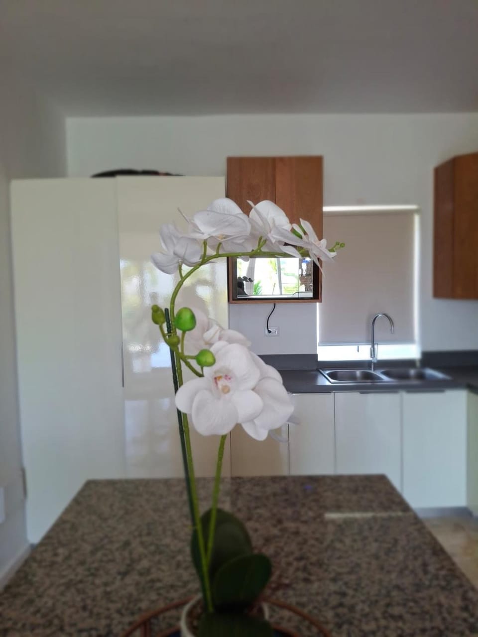 2 Bedroom, Pet friendly, Surf Kite, Encuentro Gem Apartment in Cabarete