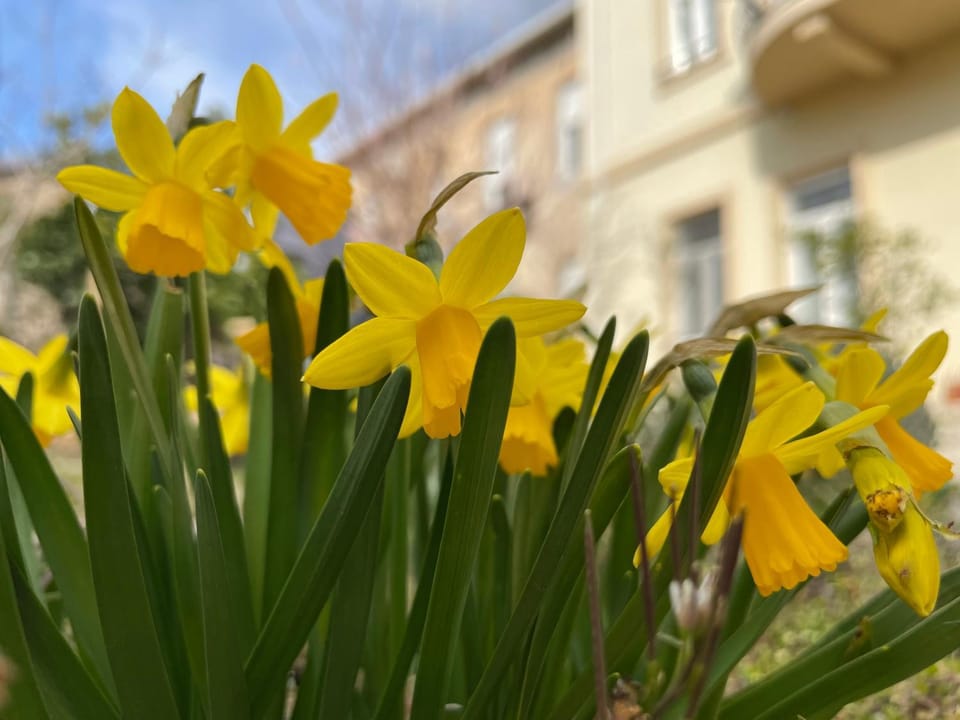 Spring