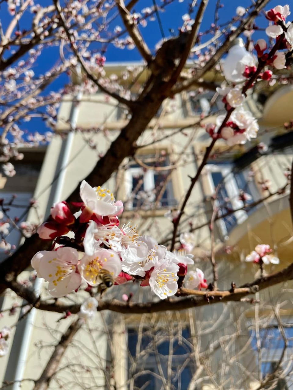 Spring