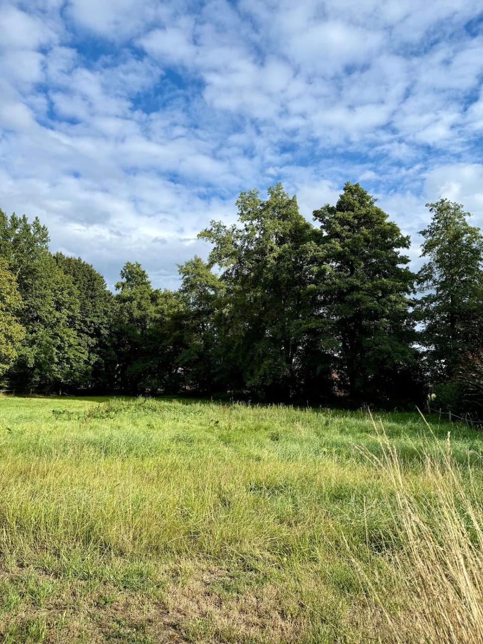 Natural landscape, Garden, Garden view