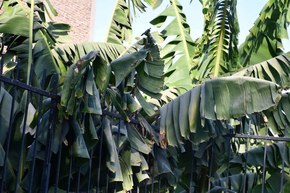 Garden, Garden view
