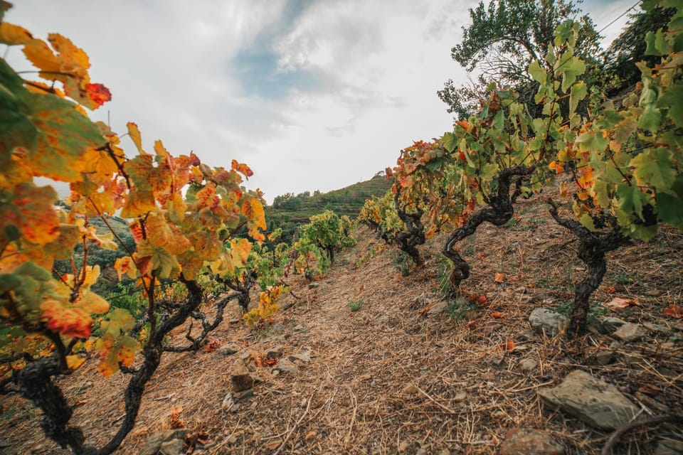 Ninho de Xisto - Natureza, Vinhas e Vistas Villa in Vila Real District