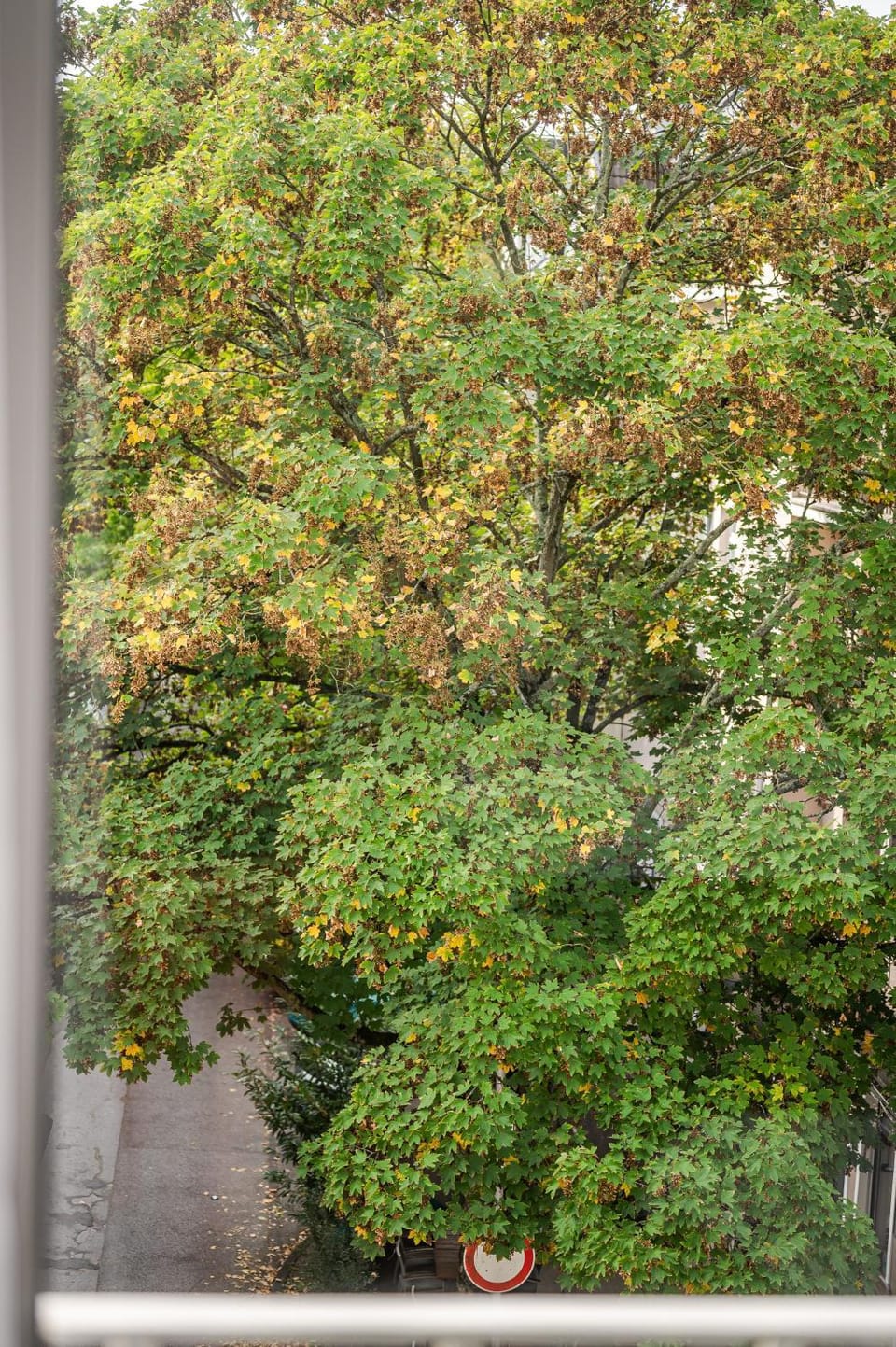 Garden view