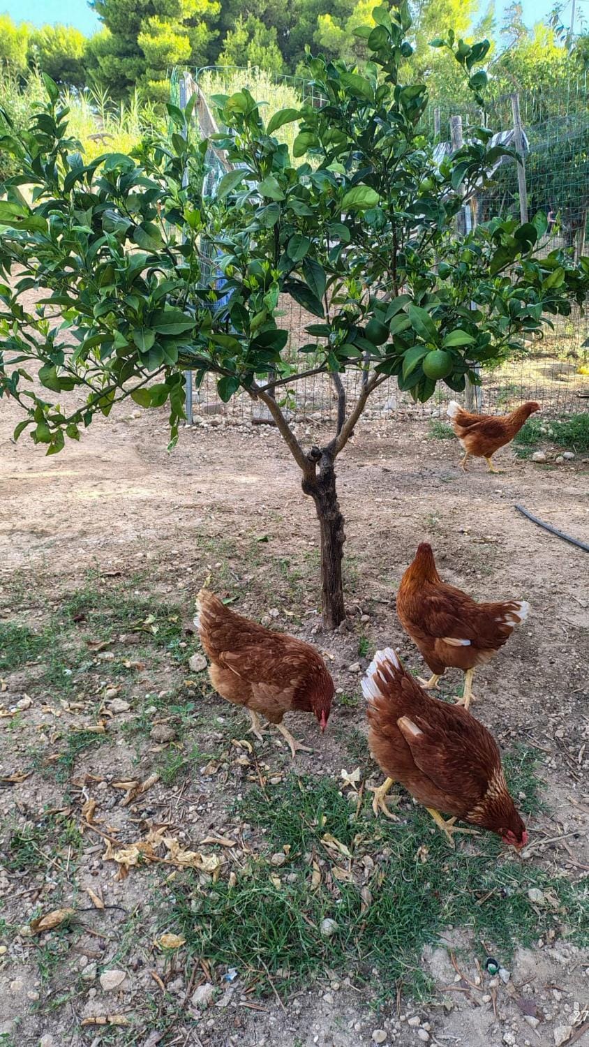 Garden, Animals