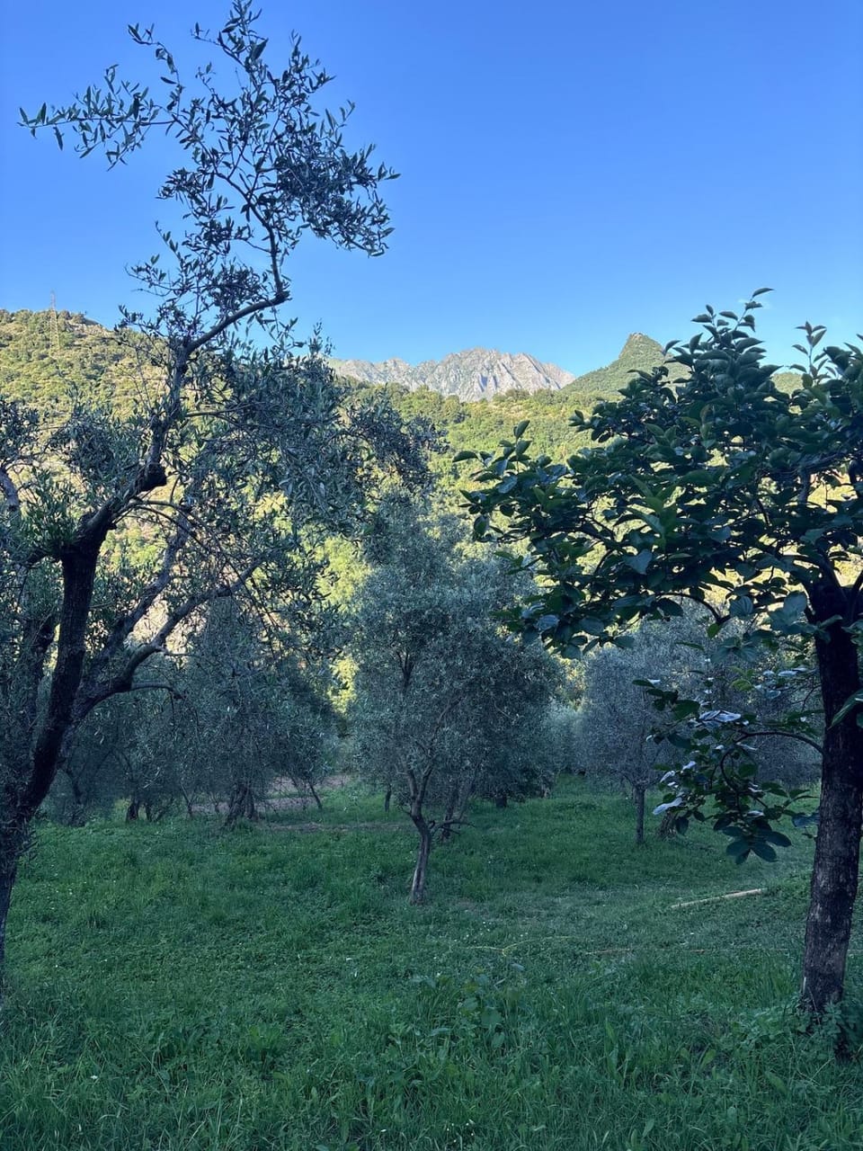 Al Colletto-Rosmarino Double Room Farm Stay in Carrara