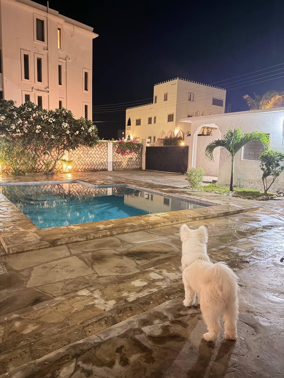 Animals, Pets, Swimming pool