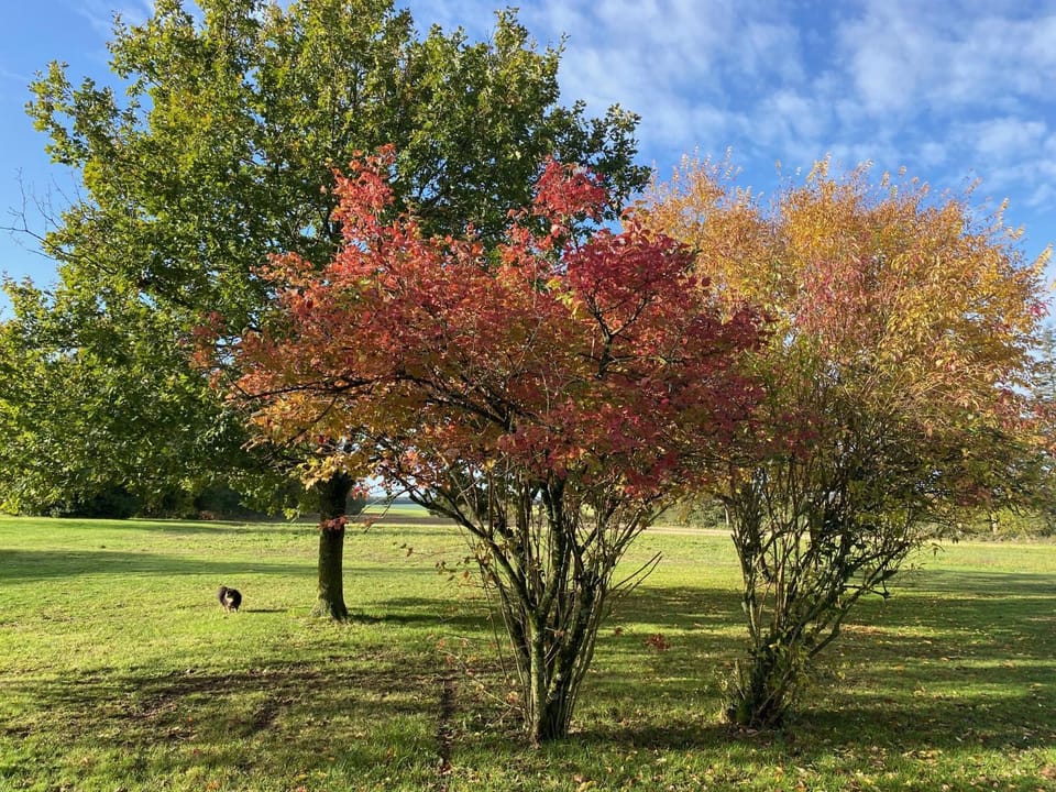 Day, Natural landscape, Garden, Garden view