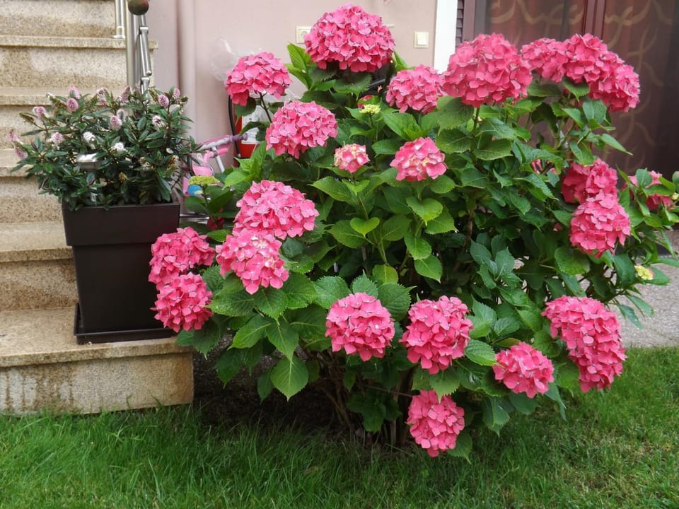 Garden, Decorative detail