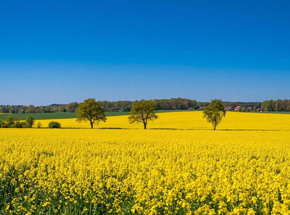 Spring, Day, Natural landscape