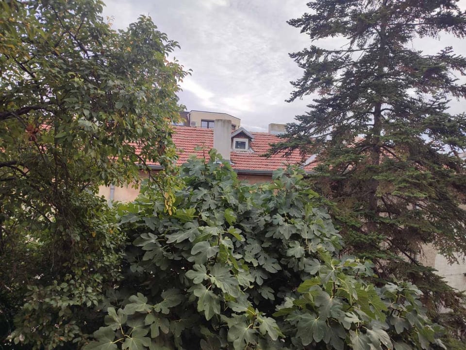 Day, Garden, Garden view
