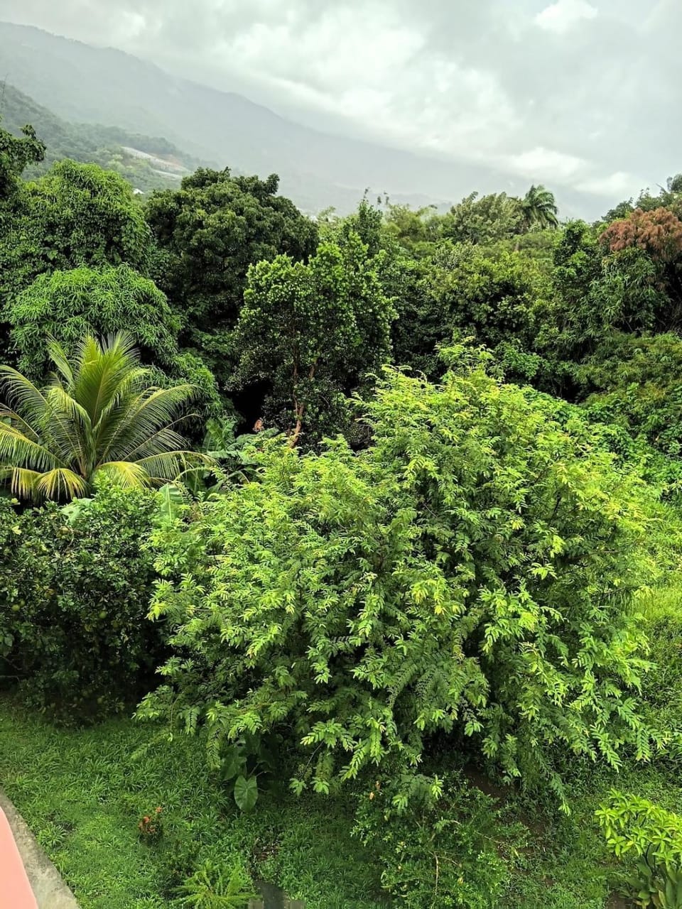 Natural landscape, Garden, Garden, Garden view, Mountain view