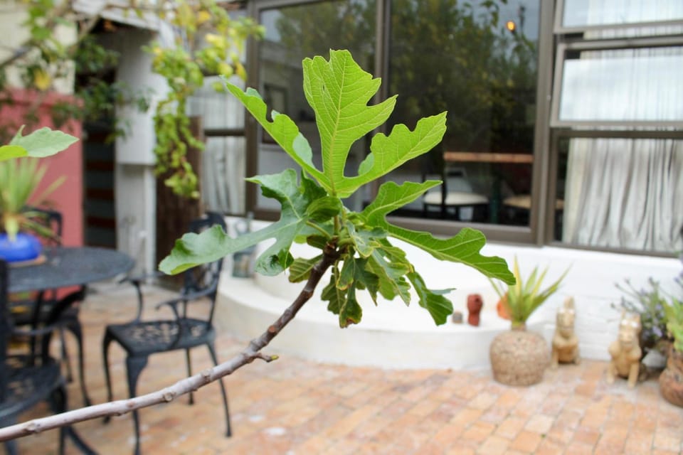 Garden, Balcony/Terrace