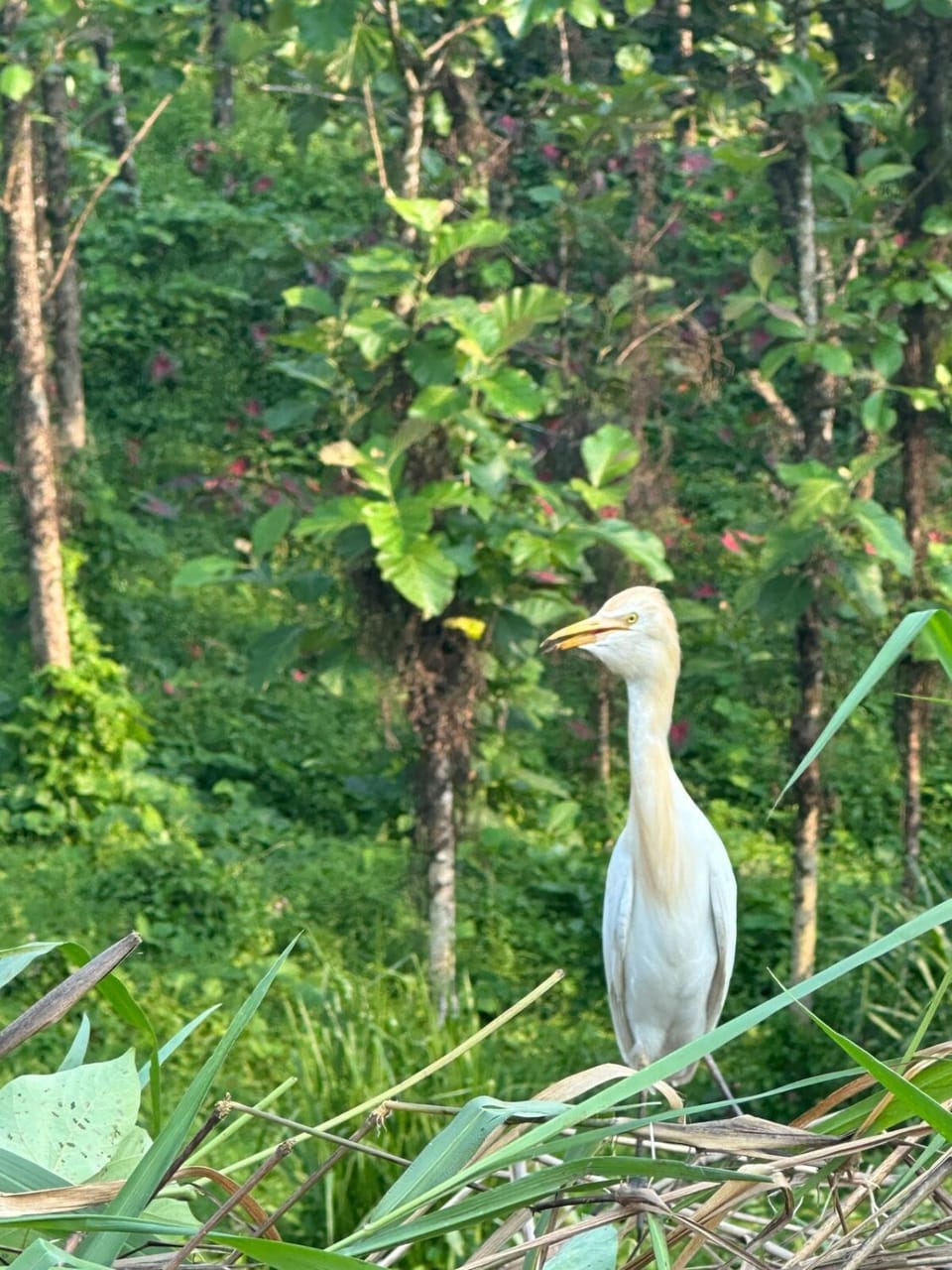 Little Rest Farm Farm Stay in Kerala